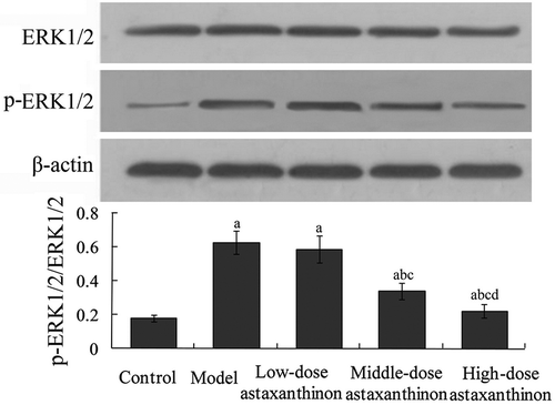 Figure 2. Effects of astaxanthin on myocardial ERK1/2 and p-ERK1/2 protein expression in rats. aP < 0.01 compared with control group; bP < 0.05 compared with model group; cP < 0.05 compared with low-dose astaxanthin group; dP < 0.05 compared with middle-dose astaxanthin group. ERK1/2, extracellular-signa1 regulated kinase 1/2; p-ERK1/2, phosphorylated extracellular-signa1 regulated kinase 1/2.Figura 2. Efectos de la astaxantina en las expresiones proteicas ERK1/2 miocárdica y p-ERK1/2 en ratas. aP < 0.01 comparado con el grupo de control; bP <  0.05 comparado con el grupo del modelo; cP < 0.05 comparado con el grupo de astaxantina de baja dosis; dP < 0.05 comparado con el grupo de astaxantina de dosis media. ERK1/2, cinasa 1/2 extracelular-signa1 regulada; p-ERK1/2, cinasa 1/2 fosforilada extracelular-signa1 regulada.