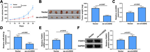 Figure 8 CircGDI2 overexpression impeded OSCC tumor growth in vivo. HSC-3 cells transfected with oe-circGDI2 or Vector were injected into nude mice. Tumor volume (A) and tumor weight (B) of OSCC tumors from tumor-bearing nude mice after transfection in each group were measured. (C and D) The expression levels of circGDI2 and miR-454-3p were determined by qRT-PCR. (E and F) The mRNA and protein expression of FOXF2 was detected by qRT-PCR and Western blot.