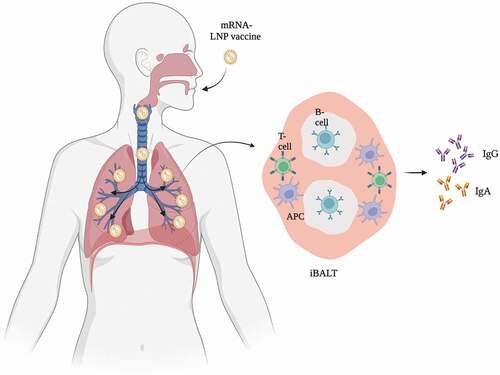 Figure 1. Mucosal immune response in the lung. Image created with BioRender.com.