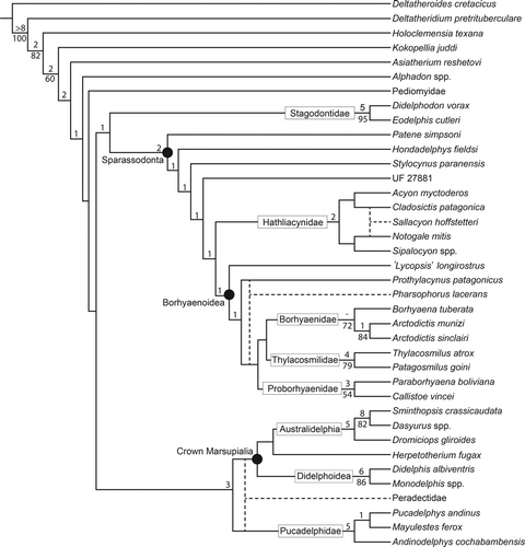 Figure 6 Cladogram showing the relationship of UF 27881 to other sparassodonts based on a phylogenetic analysis of 38 ingroup taxa (excluding Thylacinus cynocephalus) and 307 characters. Alternate positions for Sallacyon hoffstetteri, Pharsophorus lacerans, and the Peradectidae are denoted with dashed lines. Values to the upper left of each node represent Bremer supports, and numbers to the lower left represent bootstrap values. Bootstrap values below 50 not shown.