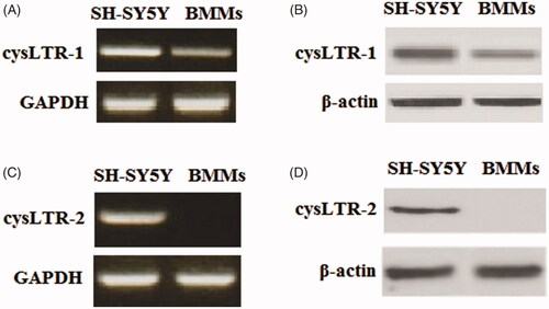 Figure 1. CysLTR-1 but not cysLTR-2 is expressed in BMM cells. Human SH-SY5Y cells were used as a positive control. (A) Gene expression of cysLTR-1 could be detected in BMMs; (B) Protein expression of cysLTR-1 could be detected in BMMs; (C) Gene expression of cysLTR-2 could not be detected in BMMs; (D) Protein expression of cysLTR-2 could not be detected in BMM cells.