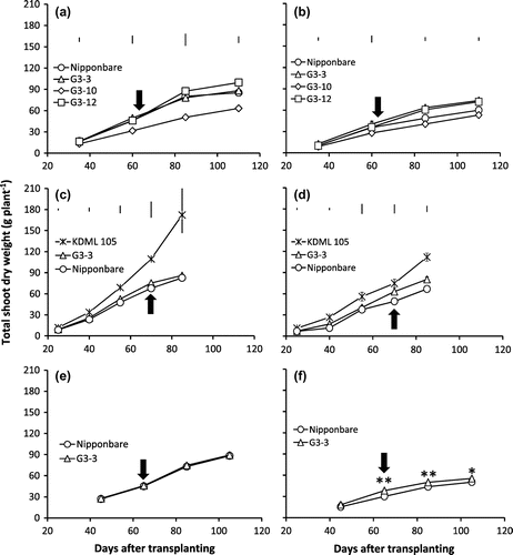 Figure 1. Total shoot dry weight of NILs, G3-3, G3-10, G3-12, KDML 105, and Nipponbare genotypes under continuous waterlogging (CWL) (a, c, e) and continuous cycles of alternate waterlogging and drought (CAW-D) of mild stress (b, d) and severe stress (f) in 2012 (a, b), 2013 (c, d) and 2014 (e, f).