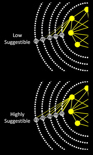 Figure 3. Hypnotic suggestibility and GNW neurons density in specific areas.Legend: Illustration to visual perception of our prediction relating hypnotic suggestibility to an increase of GNW neurons density (in layers II-III) in corresponding cortical areas (see our Prediction #11 in the main text and in Table 2). Such structural factor would enable increased top-down influence from GNW to targeted areas, with either excitatory (for positive symptoms such as hypnotic induction of visual hallucinations), or inhibitory (for negative symptoms such as hypnotic induction of blindness) effects. Schematic representation of the GNW bidirectional connections (yellow) with core areas of the visual ventral pathway (V1, V2, V4, Face Fusiform Area (FFA), Inferior Temporal Cortex (ITC)) are represented both for low-suggestible (top) and for highly-suggestible individuals (bottom). Bidirectional anatomical connections (GNW neurons) between key GNW areas and between GNW areas and peripheral visual areas are represented in yellow. According to our prediction number 11, responsiveness to visual suggestions (capacity for visual hallucinations) in some highly suggestible individuals should be at least partially mediated by an increased GNW neuron density in the ventral pathway, with more GNW neurons in high level visual areas (ex: FFA), and with the presence of some GNW neurons in regions normally lacking this type of neurons (ex: V1). Note that several GNW areas could be involved, including both high-level visual areas, as well as executive areas such as the dACC involved in top-down regulation. Conscious access and specific contents could be controlled through this top-down regulations. If confirmed this prediction could generalise to other conditions of GNW top-down control on specific networks such as: FND, mental imagery or synaesthesia.