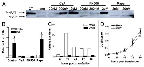 Figure 8. Efficient inhibition of NFAT1 activation by CsA and FK506. (A) CACO-2 cells were treated with inhibitors at concentrations depicted for 30 min at 37°C. Cells were then kept unstimulated as control (CT) or stimulated with 2 μM of Iono for 3 min, lysed and the total protein extract was analyzed by SDS-PAGE. Western blot for NFAT1 followed. (B) CACO-2 cells were transfected with pGL4.30-NFAT-Luc and pRL-TK, and treated with CsA (2 μM), FK506 (2 μM) or Rapa (20 nM) for 24 h. Cells were stimulated for the last 6 h of culture with PMA (20 nM) and Iono (2 μM), lysed and luciferase activity was measured. Results are the mean of four independent experiments. * marks p < 0.05 when comparing to unstimulated group. (C) CACO-2 cells were transfected with pGL4.30-NFAT-Luc and pRL-TK, with or without pEGFP-VIVIT. Starting at 24 h after transfection (0 h), cells were stimulated for the last 6 h of culture with PMA (20 nM) and Iono (2 μM), lysed and luciferase activity was measured. Data represents the average of two independent experiments. (D) CACO-2 cells were transfected with pEGFP-VIVIT or mock-treated. Twenty-four hours after transfection cells were replated, and growth was analyzed by staining with violet crystal. Results are the mean of five independent experiments.