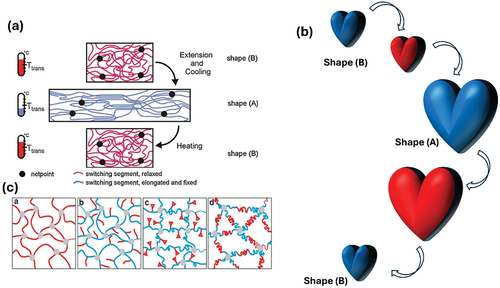 Figure 2. Mechanisms of shape memory effect in polymeric materials. (a) microscopic perspective: thermal programming induces shape memory by heating the material to deform into a temporary shape, which is fixed upon cooling and recovered upon reheating. (b) macroscopic perspective of the shape memory process (c) schematic illustrating key elements in the polymer network affecting shape memory: switching segments linking netpoints, side chains as switching segments, molecular switches forming reversible covalent bonds, and aba triblock segments linking netpoints, (a and c) reprinted with permission from [Citation16], copyright reserved MDPI 2023.