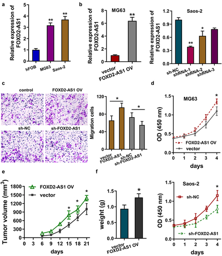 Figure 3. FOXD2-AS1 promoted the progression of osteosarcoma in vivo and vitro. (a) RT-PCR indicated the FOXD2-AS1 expression in the normal osteoblastic cell line (hFOB) and osteosarcoma cells (MG63, Saos-2). (b) RT-qPCR analysis detected the FOXD2-AS1 level in the MG63 cells transfected with FOXD2-AS1 overexpression (FOXD2-AS1 OV) and in Saos-2 cells transfected with FOXD2-AS1 knockdown (sh-FOXD2-AS1). (c) Transwell migration assay illuminated the migrative cell number in MG63 cells with FOXD2-AS1 overexpression, and Saos-2 cells with FOXD2-AS1 knockdown. (d) Proliferative CCK-8 assay indicated the proliferative ability of MG63 cells and Saos-2 cells. (e, f) In vivo animal assay illustrated the tumor growth in mice subcutaneous injection using MG63 cells with FOXD2-AS1 overexpression. **p < 0.01; *p < 0.05.