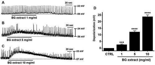 Figure 1. Effects of BG extract on the ICC pacemaker potentials from murine small intestines. (A–C) BG extract depolarized the ICC pacemaker potentials in a dose-dependently. (D) The changes of pacemaker potential depolarization caused by BG extract are summarized. Mean ± SEs. **P < 0.01. BG: Black garlic. CTRL: Control.