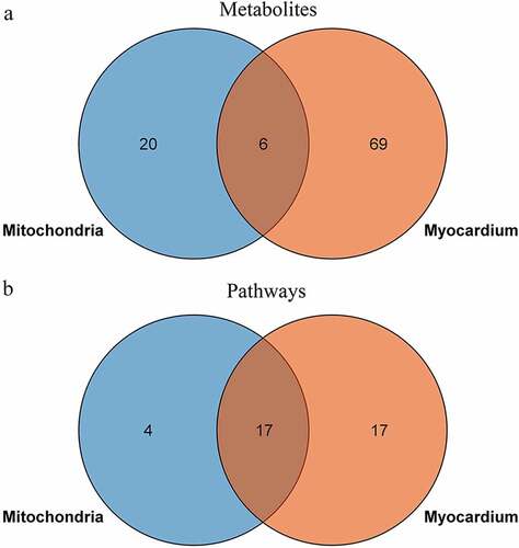 Figure 8. Venn diagram of perturbed metabolites (a) and metabolic pathways (b) in the myocardium and mitochondria after acute MI.