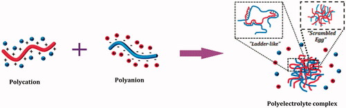 Figure 2. Mechanism of PEC formation. On the basis of supermolecular order of polymeric chains, PECs were proposed to consist of two models, namely Ladder-like model with an ordered chain packing and Scrambled egg model with disordered packing (Modified after Purgushov et al. 2012).