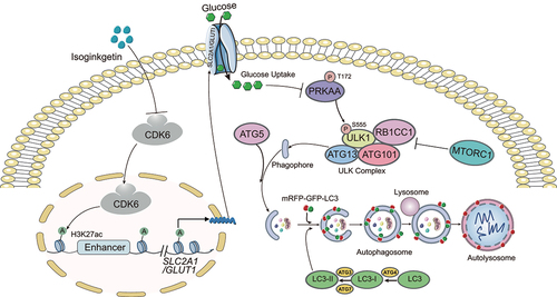 Figure 7. Schematic illustration of ISO-induced cytotoxic autophagy in HepG2 cells. ISO induces cytotoxic autophagy through the CDK6-SLC2A1/GLUT1-PRKAA-ULK1 signaling pathway in HepG2 cells. Briefly, ISO targeting CDK6 for degradation inhibits the expression of SLC2A1/GLUT1 by decreasing the enhancer activity of SLC2A1/GLUT1, resulting in decreased glucose and inducing the AMPK-ULK1 pathway. The activated AMPK-ULK1 pathway further induced autophagy.
