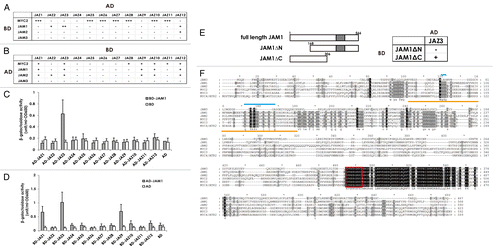 Figure 1. A. Protein-protein interaction between bHLH transcription factors and JAZ proteins. A summary of yeast two-hybrid results to assay for interactions between bHLH transcription factors as bait (BD) and JAZ repressors as prey (AD) (A), and the opposite combination (JAZ proteins as bait and bHLH proteins as prey) (B). AD, DNA activation domain; BD, DNA binding domain. Based on the number of colonies formed, the strength of each interaction was rated as strong (+++), medium (++), weak (+), or undetectable (–). (C), (D) Quantitative assays of β-galactosidase activity using o-nitrophenyl-β-d-galactopyranose as a substrate to determine protein interactions between JAM1 and JAZ proteins. Results are shown as the mean ± SD for biologically independent experiments (n = 3). (E) The interaction of truncated JAM1 derivatives with full-length JAZ3 was tested. (F) Alignment of the amino acid sequences of JAM1, JAM2, JAM3, MYC2, MYC3, and MYC4. Identical and similar amino acids are shaded black and gray, respectively. Red boxes indicate the nuclear localization signals. Orange lines under the sequences indicate the JAZ interaction domain of MYC2 and MYC3.Citation18 Light blue lines above the sequences indicate the conserved amino acid residues within a JAZ-interacting domain among JAM1, JAM2, MYC2, MYC3, and MYC4, but not JAM3. Figure 1B. Protein-protein interaction between bHLH transcription factors and JAZ proteins. A summary of yeast two-hybrid results to assay for interactions between bHLH transcription factors as bait (BD) and JAZ repressors as prey (AD) (E) The interaction of truncated JAM1 derivatives with full-length JAZ3 was tested. (F) Alignment of the amino acid sequences of JAM1, JAM2, JAM3, MYC2, MYC3, and MYC4. Identical and similar amino acids are shaded black and gray, respectively. Red boxes indicate the nuclear localization signals. Orange lines under the sequences indicate the JAZ interaction domain of MYC2 and MYC3.Citation18 Light blue lines above the sequences indicate the conserved amino acid residues within a JAZ-interacting domain among JAM1, JAM2, MYC2, MYC3, and MYC4, but not JAM3.