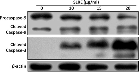 Figure 4. SLRE altered the expression of apoptosis-related proteins caspases-3 and -9 in SH-SY5Y cells. Cells were cultured in 60-mm culture dishes and treated with 0–20 µg/ml of SLRE for 24 h. Whole cell lysates were subjected to 15% SDS-PAGE and the levels of caspases-9 and -3 proteins were detected by western blotting.