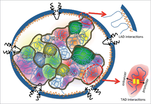 Figure 4. Chromosomes are spatially organized within the nucleus. The NE is blue, and the nuclear lamina is the orange structure lining the nucleoplasmic face of the NE. NPCs are black and inserted into the NE. Each chromosome is outlined in brown and is composed of multiple different TADs that are depicted with different colors. An example of the type of chromatin interaction occurring within a TAD is shown within the red oval. LAD interactions of chromatin with the nuclear lamina are also depicted. It is easy to imagine how a change in nuclear volume and/or shape might impact this chromosomal organization.