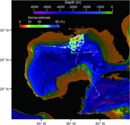 FIGURE 6. Kernel density estimates for horizontal habitat use by 25 Yellowfin Tuna that were monitored with pop-up satellite archival tags in the Gulf of Mexico.