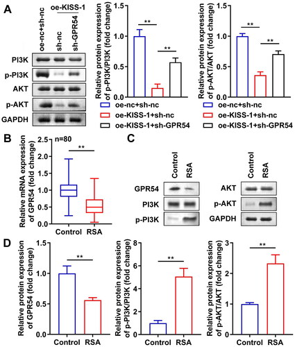 Figure 4. KISS-1 modulated the PI3K/AKT signaling pathway by targeting GPR54. (A) The levels of PI3K and AKT were assessed via western blotting. (B) The mRNA levels of GPR54 in the villus tissue of the RSA patients were detected via RT-qPCR assay. (C, D) The protein levels of GPR54, p-PI3K, and p-AKT in the villus tissue of the RSA patients were detected via western blotting. **p < 0.01.
