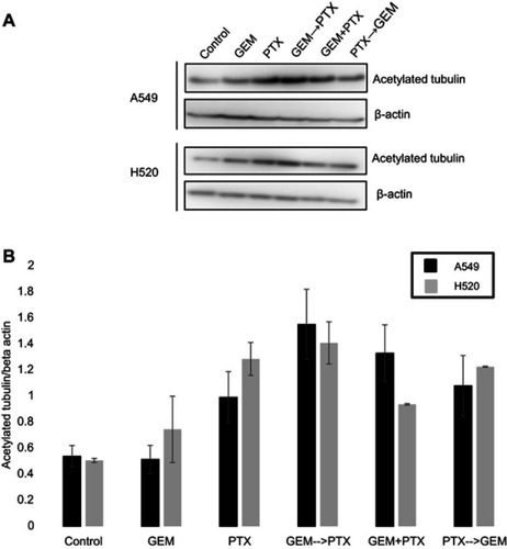 Figure 3 The role of gemcitabine (GEM) in the expression of acetylated tubulin protein in non-small cell lung cancer cell lines. Representative Western blotting of cellular extracts from A549 and H520 cells after the administration of single or combined drug treatments in various sequence, as follows: GEM and paclitaxel (PTX) sequentially (GEM→PTX), vice versa PTX and GEM (PTX→GEM) sequentially for 24 h per drug, or GEM and PTX simultaneously (GEM+PTX) for 48 h. (A) PTX alone and all combinations of drugs enhanced the level of α-tubulin acetylated protein. Prominent bands were found in cells treated with GEM→PTX. (B) As quantified by densitometer analysis, treatment with GEM followed by PTX produced highest acetylated tubulin expression.