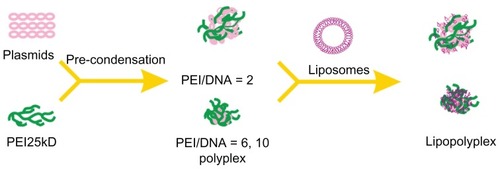 Scheme 1 Schematic illustration depicting formation of lipopolyplexes by combining preformed polyplex core with cationic lipids.Abbreviation: PEI, polyethylenimine.