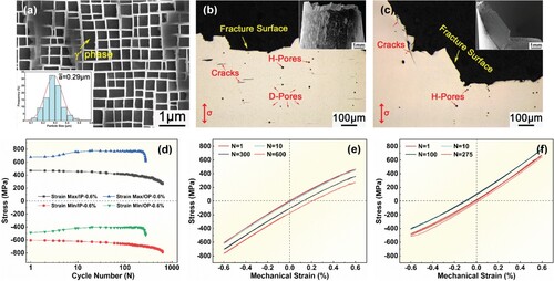 Figure 1. (a) γ/γ′-structure and distribution of γ′-size (in-set image), cross-sectional view of fracture surfaces and macroscopic fracture morphology (in-set images) after TMF failure at (b) IP-TMF and (c) OP-TMF, (d) cyclic stress response curves, evolution of hysteresis loops of the experimental alloy during (e) IP-TMF and (f) OP-TMF.