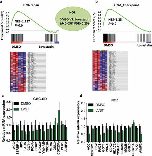 Figure 3. RNA-sequencing analysis identified cholesterol depletion modulates DNA repair process. GSEA and heat map analysis revealed DNA repair (a) and G2M checkpoint (b) pathways were remarkably enriched in GBC cells with lovastatin treatment. NOZ cells were treated with DMSO or 10μM lovastatin (LVST) for 24 h. The cells were then harvested and subjected to RNA-sequencing analysis. Gene set enrichment analysis (GSEA) was performed on the Broad Institute Platform and statistical significance (false discovery rate, FDR) was set at 0.25. Characteristic gene sets from DMSO and LVST stimulation were analyzed according to the genes presenting the strongest enrichment scores for each gene set. Lovastatin stimulation modulates PI3K/mTOR and DNA repair-related genes in GBC cells (c) and NOZ cells (d). GBC-SD and NOZ cells were treated with DMSO or lovastatin (10μM) for 24 h and subjected to qPCR analyses. Candidate genes for PI3K/mTOR (ACC, SERBP1, HK2, FADS, and GOT1) and G2M checkpoint (PCNA, CDK2, HDAC2, YWHAE, CDC20, MCM, GNL3, CDC25A, PLK1 and AIMP2) were selected to verify the results of RNA-sequencing. * p≤ 0.05, ** p≤ 0.01, *** p≤ 0.001