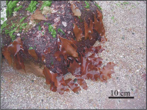 Figure 2  Schizymenia dubyi individuals on the intertidal rocky shore in Chapadmalal region (Mar del Plata, Argentina).