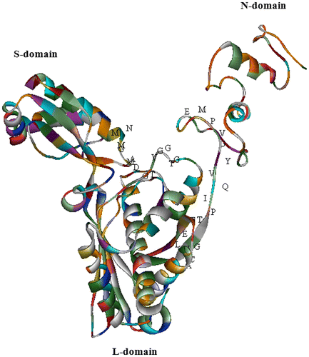 Figure 9. (Color online) The 3D structure of MdHMGR (Malus domestica HMGR; ABQ52378), established by homology-based modeling (PDB accession code: 1DQ8). The α-helix is shown as helix-shaped, the sheet as wide ribbon-shaped and the random coil as line-shaped. The substrate-binding motifs are marked with letters. The 3D structure was shown by the solid ribbon model of WebLab ViewerLite 4.