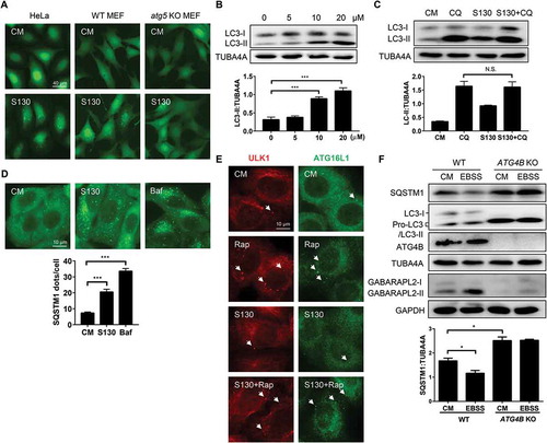 Figure 3. S130 inhibits autophagic flux without affecting the initiation steps of autophagy. (A) HeLa, WT MEFs and atg5 KO MEFs expressing GFP-LC3 were treated with complete medium (CM) or S130 (10 μM) for 6 h. The distribution of GFP-LC3 was examined. (B) HeLa cells treated with 0–20 μM of S130 for 6 h were analyzed by immunoblot. The ratio of LC3-II:TUBA4A was calculated based on the band density. (C) HeLa cells treated with S130 (10 μM) for 6 h in the presence or absence of CQ (40 μM) as indicated were analyzed by immunoblot. The ratio of SQSTM1:TUBA4A and LC3-II:TUBA4A was calculated based on the band density. (D) HeLa cells were treated with S130 (10 μM) or Baf (0.5 μM) for 6 h and the accumulation of SQSTM1 was measured by immunostaining. The number of SQSTM1-positive dots was quantified. (E) HeLa cells were treated with S130 (10 μM) or/and Rap (1 μM) for 6 h, followed by immunostaining of the early stage marker of autophagy, ATG16L1 and ULK1. (F) Immunoblot analysis of WT HeLa or ATG4B KO HeLa cells cultured in CM or starvation medium (EBSS) for 2 h. The bands in ATG4B KO HeLa cells indicate the pro-LC3. The ratio of SQSTM1:TUBA4A was calculated. Data are presented as mean ± SEM from 3 individual experiments. ***P < 0.001, NS, not significant. Arrows indicate ATG16L1- or ULK1-positive structures.