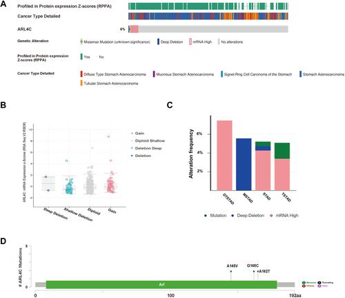 Figure 1 Genetic alterations of ARL4C in GC. (A) The OncoPrint visual summarized genetic variations of ARL4C in TCGA dataset. (B) The correlation between ARL4C mRNA expression and different copy-number alterations in GC, including gain function, diploid shallow, deep deletion and deletion. (C) Alteration frequency of ARL4C in different GC subtypes. (D) Detailed mutation information of ARL4C in GC.