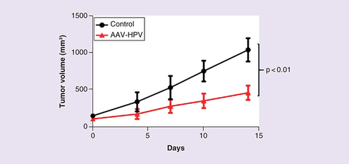 Figure 5. Inhibition of anal cancer patient-derived xenograft using SaCas9.HPV-AAV, or a control AAV vector encoding two nontargeting sgRNAs, was injected IT into an anal cancer PDX in mice. Tumor volume was measured twice per week. A statistically significant (p < 0.01, as determined by one-way analysis of variance) inhibition of tumor growth was observed in the anal cancer PDXs treated with HPV-AAV (n = 8) when compared with the control AAV (n = 7).AAV: Adeno-associated virus; HPV: Human papillomavirus; IT: Intratumorally; PDX: Patient-derived xenograft; sgRNA: Single guide RNA.