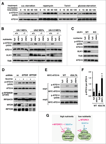 Figure 4. ULK-mediated phosphorylation of ATG14 Ser29 is upregulated under autophagy-inducing conditions. (A) ATG14 Ser29 phosphorylation is induced by nutrient starvation, rapamycin and Torin1. HEK293T cells were incubated in HBSS medium deprived of amino acids or RPMI medium deprived of glucose, or treated with rapamycin (100 nM) or Torin1 (250 nM) in full DMEM medium during the indicated periods of time. The phosphorylation state at Ser29 and the total amount of endogenous ATG14 in cell lysate were analyzed by WB. (B, C) Starvation-induced phosphorylation of ATG14 Ser29 depends on ULK1 and ULK2. MEFs (B) and HCT116 cells (C) with the indicated gene deficiency were incubated in either DMEM (full) or EBSS (starv.) for 30 min. (D) Starvation-induced phosphorylation of ATG14 Ser29 depends on MTORC1. HEK293T cells were stably transduced by the indicated shRNA. The phosphorylation states of ATG14 Ser29 and RPS6KB1 Thr398 and the amounts of the indicated proteins were analyzed by WB. (E) MTORC1-dependent phosphorylation of ATG14 have an effect on ATG14 Ser29 phosphorylation. ATG14 KO HCT116 cells reconstituted with MYC-tagged WT ATG14 or the ATG14[4SA,TA] mutant were incubated with either DMEM or EBSS for 30 min. (F) Quantitative analysis of the effect of the ATG14[4SA,TA] mutation on ATG14 Ser29 phosphorylation. Values are relative to the phosphorylation of WT ATG14 at starvation. Data are represented as mean ± SEM (*, P < 0.05 versus WT; n = 4). (G) Model for the regulation of ATG14 Ser29 phosphorylation.