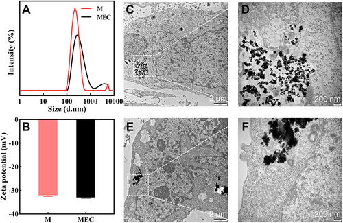 Figure 6 Size distribution (A) and zeta potential (B) of M and MEC determined by DLS. Bio-TEM of JEG-3 cells treated with M (C and D) and MEC (E and F).