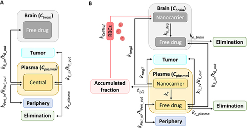 Figure 2 Illustration of the biodistribution model simulating the indirect and direct pathways into the brain. (A) The biodistribution after administration of doxorubicin solution. (B) The biodistribution after administration of doxorubicin nanocarriers.