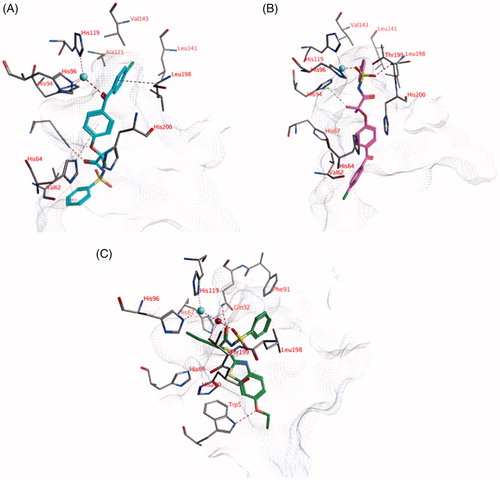 Figure 2. (A) The docked pose of compound 18 (turquoise), (B) compound 21 (purple) and (C) compound 1 (R-isomer; green) in the active site of hCA I (pdb: 3lxe). Hydrogen bonds and interactions to the active site zinc ion are indicated in red dashed lines. Aromatic system – H bonds are indicated in yellow dashed lines.