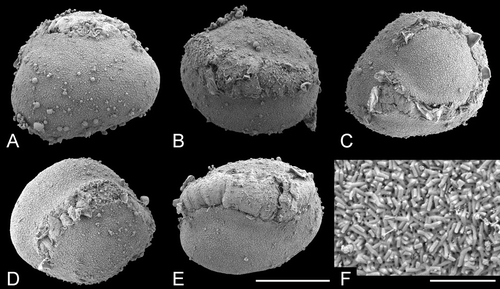 Figure 13. A–F. SEM, pollen grains of Brasenia schreberi. (A) Pollen grain viewed from the proximal side; (B, D, E) pollen grains in which only a portion of very long aperture visible; (C) pollen grain with horseshoe‐shaped aperture; (F) detail of exine ornamentation. Scale bars – 20 µm (A–E), 2 µm (F).