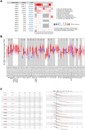 Figure 1 SLC39A1 is over-expressed in Hepatocellular Carcinoma (HCC). (A) The different expression of SLC39A family between normal and tumor in HCC from Oncomine database. (B) Dynamic expression of SLC39A1 in pan-cancer. (C) Overexpression of SLC39A1 in HCC was identified in HCCDB database. *P < 0.05, **P < 0.01, ***P < 0.001.