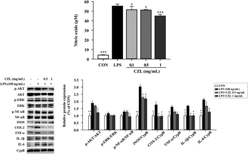 Figure 3. Effects of CZL extract treatment on NO release (A) and inflammatory protein expression (B) in LPS-treated RAW264.7 macrophage. Data are expressed as the mean ± SD. Statistical significance was calculated using one-way ANOVA followed by Dunnett’s post-hoc test. *p< 0.05; **p< 0.01; ***p< 0.001 vs. LPS group.