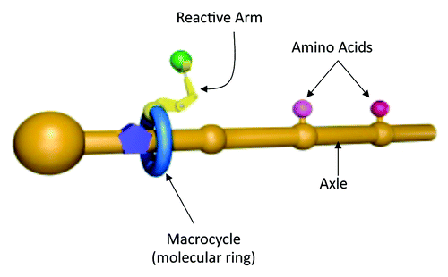 Figure 1. Schematic representation of the synthetic ribosome; illustrating the macrocycle with attached reactive arm and the axle with attached amino acids