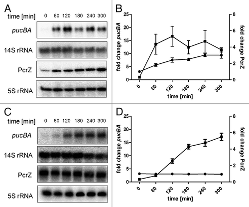 Figure 3. Representative northern blots for pucBA and PcrZ expression kinetics after drop of oxygen tension at time point 0. R. sphaeroides 2.4.1 wild-type (A) and R. sphaeroides PcrZ overexpression strain (pRKPcrZ) (C) pre-cultures were grown overnight under high oxygen conditions (8 mg/L soluble O2) to an OD660nm of 0.6–0.8 (t0). Samples were collected at indicated time points after a shift to low oxygen conditions (0.5 mg/L soluble O2). Fifteen µg of total RNA were separated on 1% agarose gels containing 2.2 M formaldehyde. For pucBA detection, a specific DNA fragment was radioactively labeled with (α-32P)-dCTP using the NEBlot kit (New England Biolabs). A 14S rRNA-specific oligonucleotide was end-labeled with (γ-32P)-ATP and served as loading control. In R. sphaeroides, 23S rRNA is processed to 16S, 14S and 5.8S rRNA fragments by RNase III.Citation46,Citation47 For PcrZ and 5S rRNA, 7.5 µg of total RNA was separated on 10% polyacrylamide gels containing 7 M urea. PcrZ and 5S rRNA-specific oligonucleotides were radioactively end-labeled with (γ-32P)-ATP and were used for detection. 5S rRNA served as loading control. (B) Quantification of northern blot signals for wild-type (A). (D) Quantification of northern blot signals for pRKPcrZ (C). The mean and the standard error are based on three independent biological experiments. The Y axis to the left shows the fold change of pucBA (black squares), the Y axis to the right displays the fold change of PcrZ (black circles).