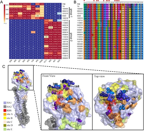 Figure 2. HI profiling analysis and screening of critical antigenic sites in H9N2 viruses. (A) Cross-HI of H9N2 viruses with mAbs. (B) HA amino acids alignment (H9 number with signal peptide). (C) Structural modelling of antigenic sites in HA. RBS is represented by six conserved sites, 109, 110, 148, 161, 191, and 202 (H9 number with signal peptide). H3 antigenic sites A, B, C, D, and E have been described in previous studies [Citation35,Citation36].