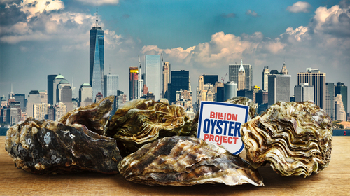 In the Billion Oyster Project, middle school students study and conduct field research of New York Harbor and its watershed to support restoration of native oyster habitats. The project is developing and testing a model that integrates curriculum and community enterprise to connect urban students to natural settings.
