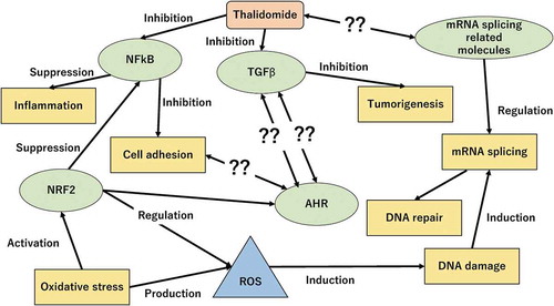 Figure 9. Unknown cellular process related to thalidomide.Thalidomide is well known to have an anti-inflammatory effect and cell adhesion suppression through the inhibition of NFκB signaling pathway, and anti-tumorigenic effect through the inhibition of TGF signaling pathway. The cellular process of mRNA splicing was significantly detected in this study, however the relation between this pathway and thalidomide has not been reported. Also, AHR signaling is demonstrated to involve some cellular functions that are related to thalidomide (cell adhesion, NRF2 signaling pathway, and TGF signaling pathway) in recent studies. Although the details of the mechanism have not been made clear at this time, AHR signaling is presumed to be involved in the cellular functions affected by thalidomide.