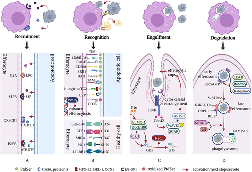 Figure 1 Molecular mechanisms of efferocytosis. Apoptotic cells (ACs) recruit efferocytes by releasing a series of molecules. Subsequently, efferocytes recognize ACs through unique “eat me” and “do not eat me” signals. Then, efferocytes engulf ACs through cytoskeletal recombination and the formation of efferocytic cups. Finally, ACs gradually degrade in mature phagolysosomes. (A) The effective elimination of ACs depends on the release of various “find me” signals, such as LPC, S1P, CX3CL1 and ATP/UTP, which result in the migration and aggregation of efferocytes toward ACs. (B) Once efferocytes are close enough to perform efferocytosis, “eat me” and “do not eat me” signals are used to distinguish between apoptotic cells and viable cells, while further cell-surface “eat me” and “do not eat me” signals assist with the subsequent stage of cell engulfment. (C) After recognition, efferocytes immediately initiate cytoskeletal rearrangements and the formation of efferocytic cups to rapidly complete the engulfment of ACs. This process largely relies on the Rho family of small GTPases, especially Rac-1, Rho G and Cdc42. (D) The degradation of ACs is finally completed after the newly generated efferosomes proceed through stages of early, late, and lysosomal interaction. During this process, Rab5-GTP and Rab7-GTP mediate the formation of early and late efferosomes, respectively. Additionally, these processes are accompanied by gradual acidification of the intracellular environment, which is beneficial to the degradation of ACs. Created with BioRender.com.