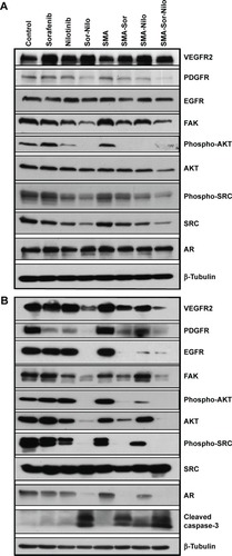 Figure 6 Effect of sorafenib, nilotinib, SMA-Sor, SMA-Nilo, and their combination treatment on the expression of various tyrosine kinases and associated proteins.Notes: PC3 (A) and LNCaP cells (B) were treated for 48 hours with free or micellar sorafenib 2.5 μM and/or nilotinib 3 μM. SMA and DMSO were used as controls. Total lysates were analyzed by Western blot using antibodies directed against the indicated proteins. Experiments were performed in triplicate.Abbreviations: VEGFR, vascular endothelial growth factor receptor; PDGFR, platelet-derived growth factor receptor; EGFR, epidermal growth factor receptor; FAK, focal adhesion kinase; AR, androgen receptor; SMA, poly(styrene-co-maleic) acid; DMSO, dimethyl sulfoxide.