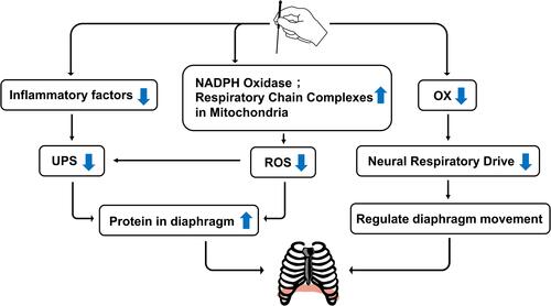 Figure 3 Mechanism of acupuncture on diaphragm dysfunction in COPD.