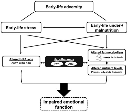 Figure 1. Schematic representation of the interaction of early-life stress and early-life nutrition in the programming of the HPA axis and emotional function by early-life adversity. This figure shows the complexity of the closely interrelated factors that are able to influence each other and contribute to the outcome of developing lasting effects on emotional behavior. However, to what extent alterations in the fat metabolism and nutrient levels play a role in the development of impaired emotional functions is not yet clear. ACTH, adrenocorticotropic hormone; ARC, arcuate nucleus; CORT, corticosterone; CRH, corticotropin-releasin hormone; HPA axis, hypothalamic–pituitary–adrenal axis; PVN, paraventricular nucleus.