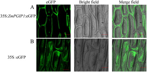 Figure 2. Subcellular localization of ZmPGIP1 in onion epidermal cells.(A) Transient expression of 35S:ZmPGIP1:eGFP. (B) Transient expression of 35S:eGFP in onion epidermal cells. eGFP, GFP fluorescence; Merged, merged image of eGFP and bright field. Scale bars = 100 μm. 35S:eGFP as a control.