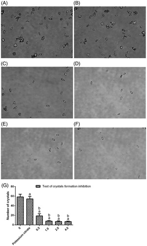 Figure 1. In vitro experiments to determine calcium oxalate crystallization after the administration of Angelica sinensis polysaccharide and potassium citrate (positive control).The CaOx crystals were observed under an inverted microscope (400×). (A) The blank control group exhibited crystal formation during the inhibition test. (B) 1mg/mL potassium citrate (positive control). (C–F)Angelica sinensis polysaccharide added to the solution containing the crystallization reagents at doses of 0.5, 1, 2 and 4 mg/mL, respectively. (G) Number of crystals in the crystal-formation inhibition tests. Values are expressed as the mean ± standard error. (a) p < .05 versus the blank control group (0 mg/mL Angelica sinensis polysaccharide) and (b) p < .05 versus the positive control group (1.0mg/mL potassium citrate).
