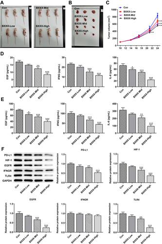 Figure 6 BXXX inhibits tumor formation in GC-bearing mice via multiple targets and pathways. (A) Pictures of each group of mice. (B) Pictures of tumor tissues of mice in each group. (C) Statistical analysis diagram of tumor tissue volume. ELISA detected the expressions of EGF, IFNG and IL-6 in animal tissues (D) and serum (E). (F) Western blot detected the expressions of related proteins in the PD-L1 pathway. *P<0.05, **P<0.01, ***P<0.001 vs Con.