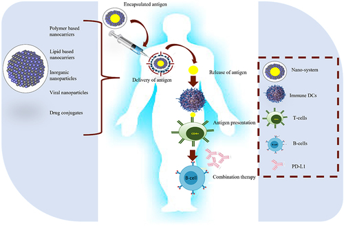 Figure 5 Five critical steps for anticancer nano-vaccines: antigen identification, encapsulation, and antigen delivery are followed by release and presentation of antigen to T-cells. To enhance the effect of nano-vaccines, sometimes combined therapy with specific antibodies is also useful.