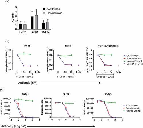 Figure 2. SAR439459 binds to various TGFβ isoforms and inhibits TGFβ-mediated signaling similar to fresolimumab. SPR Biacore data shows similar binding properties of SAR439459 and fresolimumab against human TGFβ1, 2, and 3 proteins, (a). Murine colon carcinoma, MC38; mouse breast cancer cells, EMT6 and human colorectal carcinoma cells HCT116-overexpressing TGFβRII were cultured with human TGFβ1 (1 ng/mL) in presence of SAR439459, fresolimumab or isotype control. Total and phosphorylated SMAD2/3 protein levels were assessed by ELISA. Graph shows ratio of phospho-/total SMAD2/3 for SAR439459 and fresolimumab and isotype control, (b). P value <.0001 using two-way ANOVA test. SBE reporter cells were cultured in the presence of human TGFβ isoforms −1, −2, and −3 with various concentrations of SAR439459, fresolimumab or isotype control and luminescence activity was measured. Graphs show ability of SAR439459 and fresolimumab to prevent TGFβ1, 2 and 3-mediated SMAD activation in the reporter cell line, (c). IC50 values for SAR439459 were 0.008, 1.22, 0.45, and for fresolimumab were 0.02, 1.86, 0.61 nM for TGFβ1, TGFβ2, and TGFβ3 respectively. Each graph shows mean ± SEM and represents one of three independent experiments.