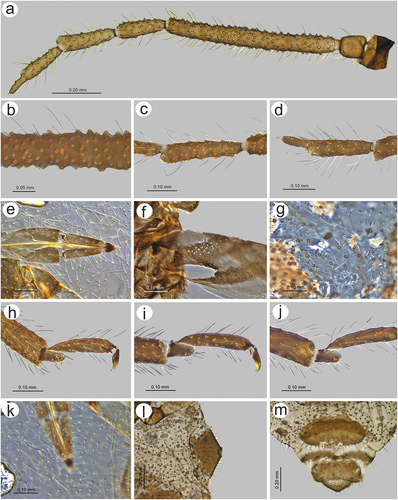 Figure 31. Morphological features of alate viviparous female of S. yushanensis sp. nov.: (a) antenna, (b) sensilla structure on ANT III, (c) ANT V with sensilla, (d) ANT VI with sensilla, (e) ultimate rostral segments, (f) hind wing sensilla, (g) dorsal abdominal cuticle, (h) first segment of fore tarsus, (i) first segment of middle tarsus, (j) first segment of hind tarsus, (k) dorsal abdominal chaetotaxy, (l) SIPH, (m) genital plate.